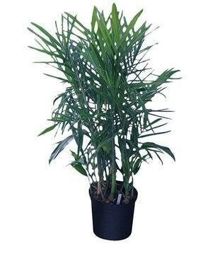 Parlour Palm Florida Hybrid