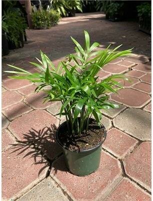 Parlour Palm