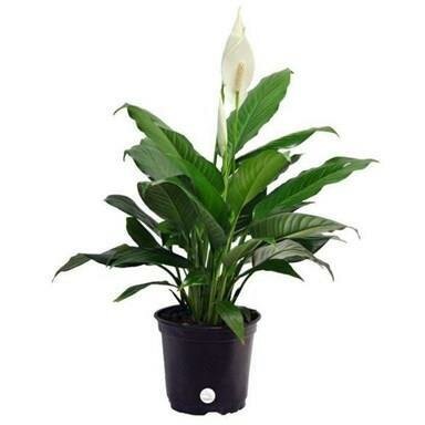 Peace Lily Vancouver
