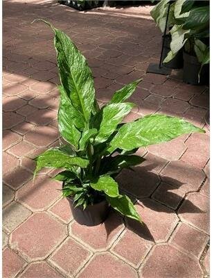 Peace Lily Domino - image 2