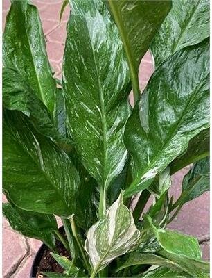 Peace Lily Domino - image 4