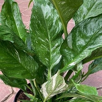 Peace Lily Domino - image 1