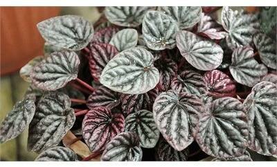 Peperomia Ripple Assorted