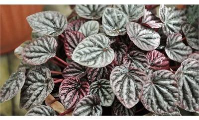 Peperomia Ripple Assorted