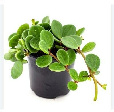 Peperomia Hope