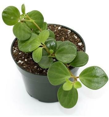 Peperomia Hope