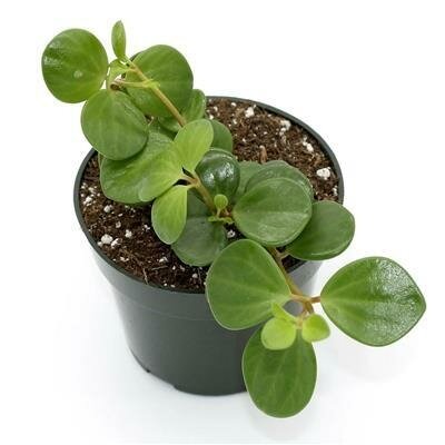 Peperomia Hope