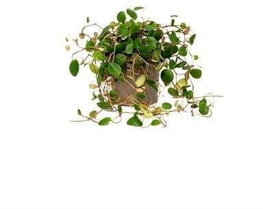 Peperomia Pepperspot