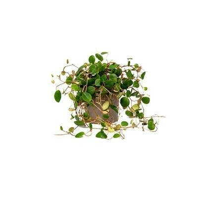Peperomia Pepperspot - image 2