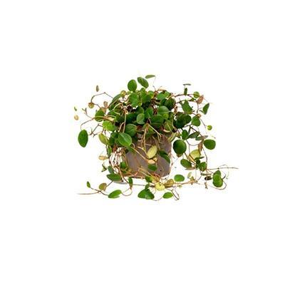 Peperomia Pepperspot - image 2