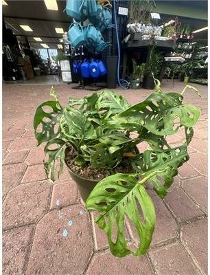 Swiss Cheese Vine Adansonii