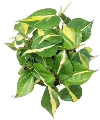 Philodendron Brasil