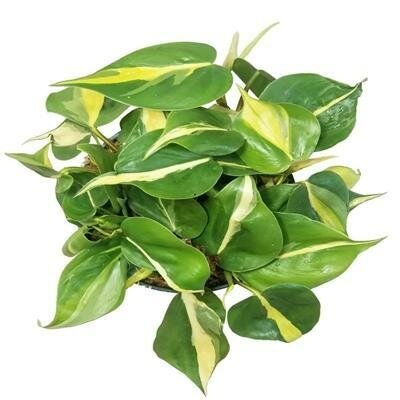 Philodendron Brasil