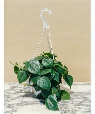 Philodendron Heartleaf Cordatum HB