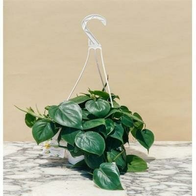 Philodendron Heartleaf Cordatum HB