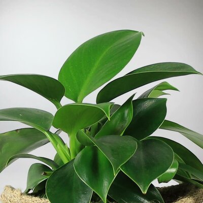 Green Princess Philodendron