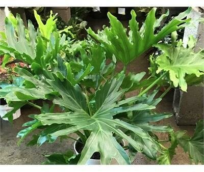 Philodendron Lickety Split