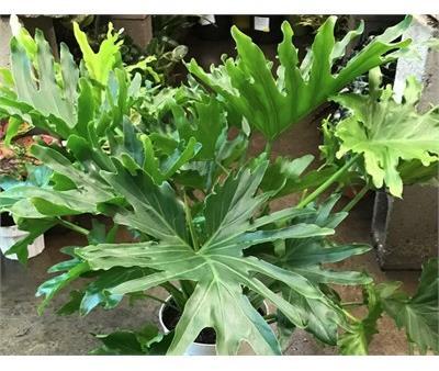 Philodendron Lickety Split