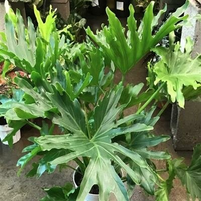 Philodendron Lickety Split