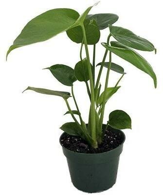 Split Leaf Monstera Plant