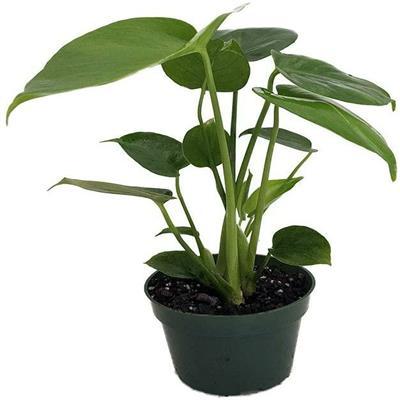 Split Leaf Monstera Plant - image 2