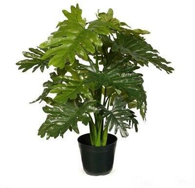 Philodendron Selloum