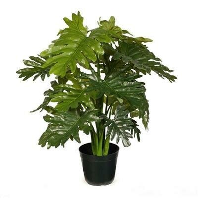 Philodendron Selloum