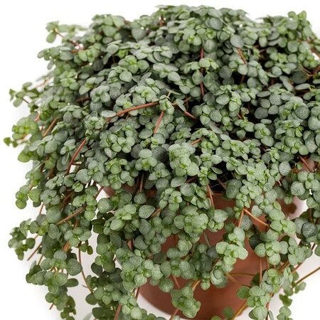 Pilea Sao Paulo