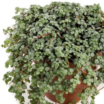 Pilea Sao Paulo