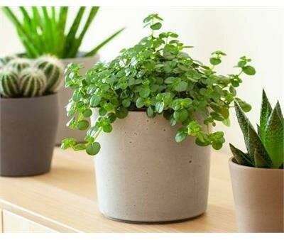 Pilea Depressa Kierweed