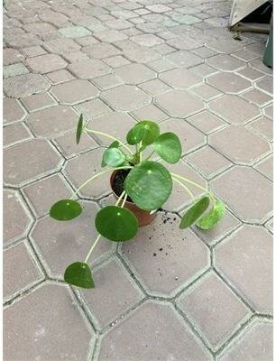 Chinese Money Plant - image 2