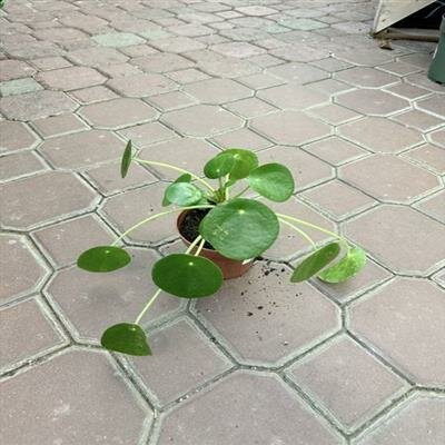 Chinese Money Plant - image 2