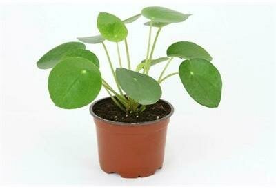Pilea Peperomioides