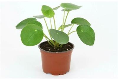 Pilea Peperomioides