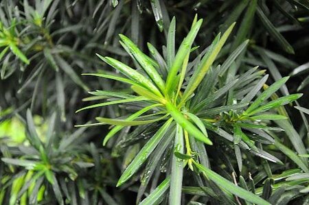 Buddhist Pine Maki
