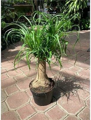 Ponytail Palm