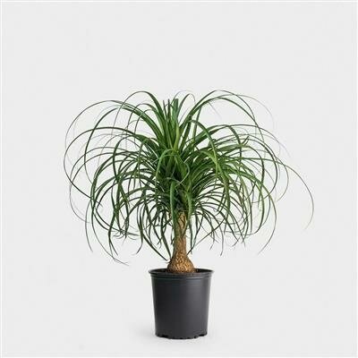 Ponytail Palm Branched