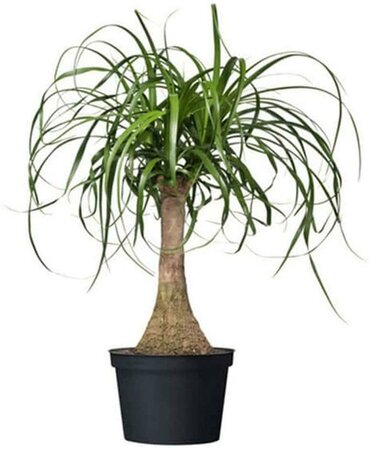 Ponytail Palm Multi
