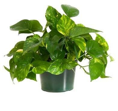Pothos Golden HB