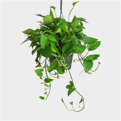 Pothos Jade HB