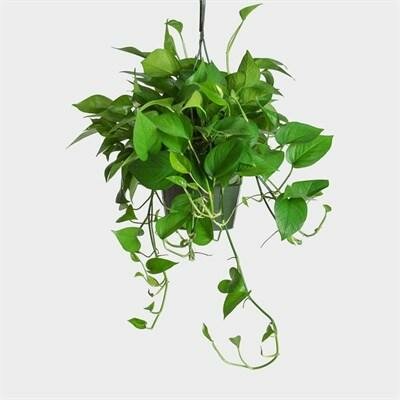 Pothos Jade HB