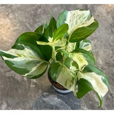 Pothos Manjula
