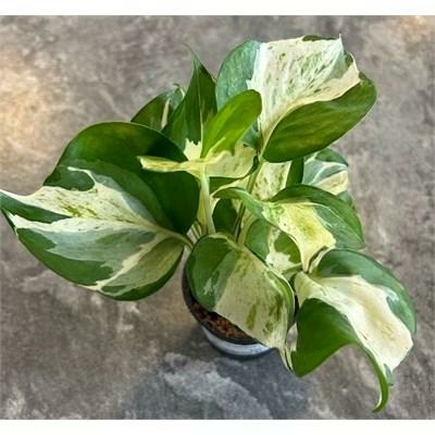 organic flower seeds Organic Jewels of Opar