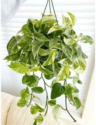 Pothos Marble Queen HB