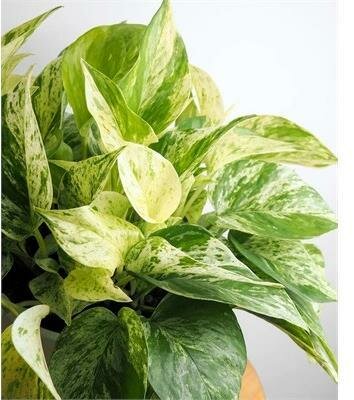 Pothos Marble Queen