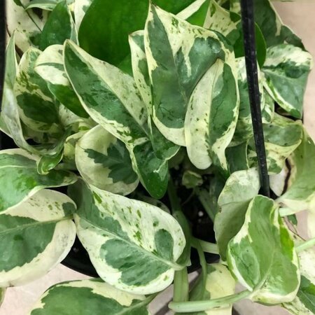 Pothos Pearl N Jade HB