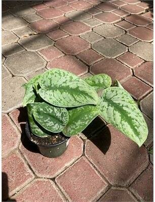 Pothos Satin/Silvery Ann - image 1