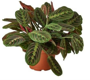 Red Prayer Plant