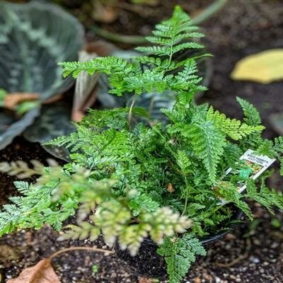 Rabbit's Foot Fern