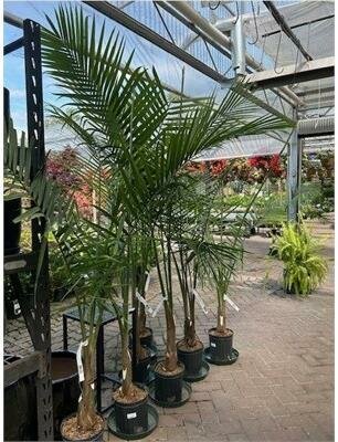Majesty Palm